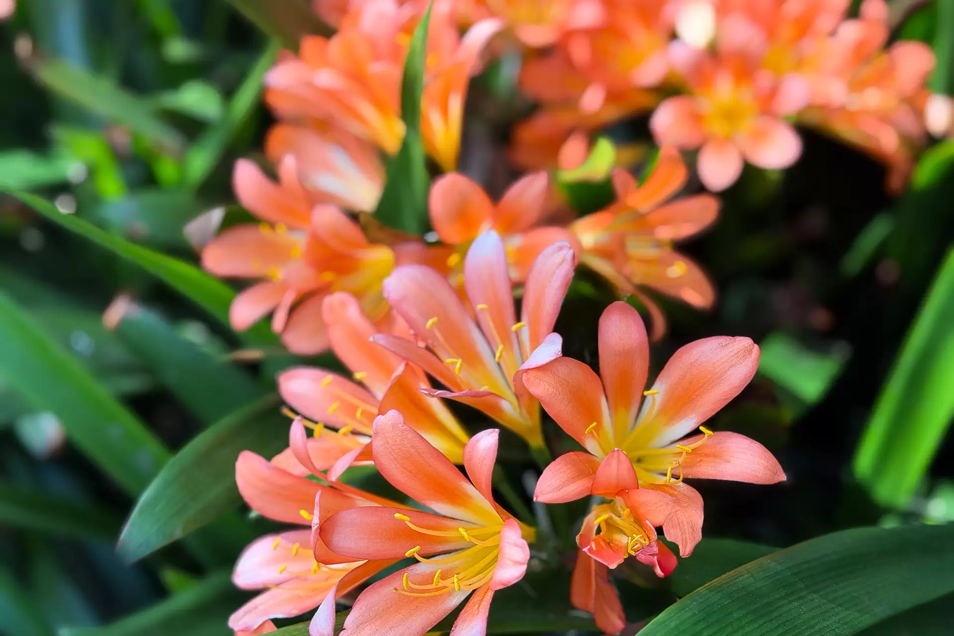 5 Dwyer Street, Ryde Sold by Cassidy Real Estate - image 1